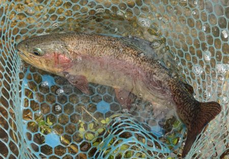 今季２匹目のイトウをキャッチ ～フィッシングパーク高島の泉～